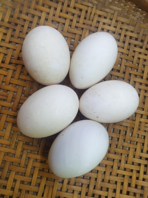 Trứng Vịt Xiêm